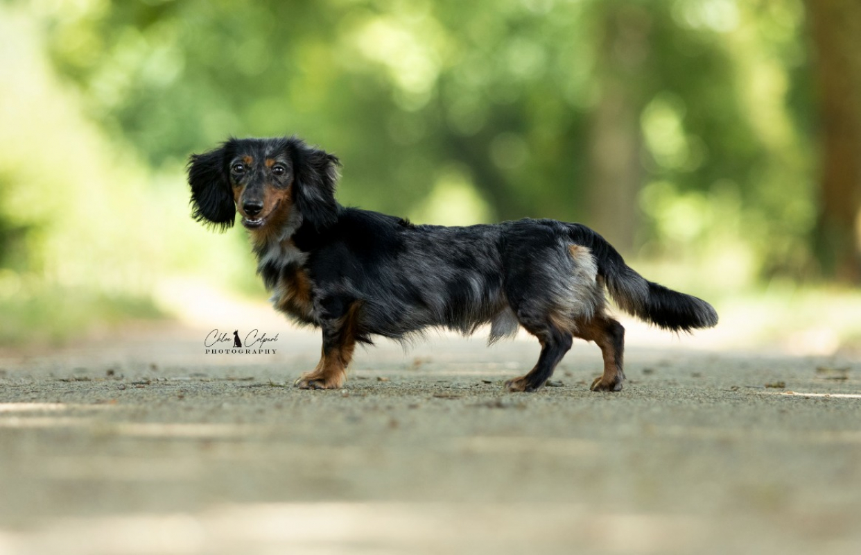 Ekko - Chien Teckel à adopter - photo 3
