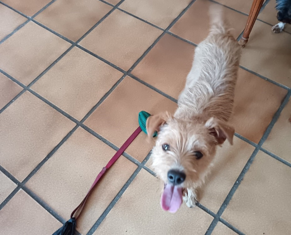 Tito - Chien Ratier pragois à adopter