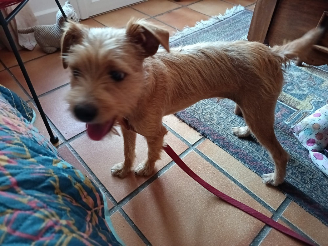 Tito - Chien Ratier pragois à adopter - photo 2
