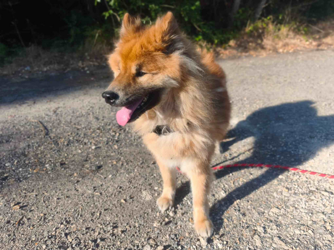 Peanuts - Chien Eurasier à adopter