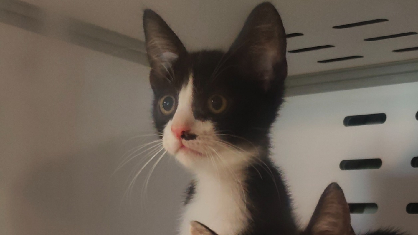 Mikado - Chat Européen à adopter