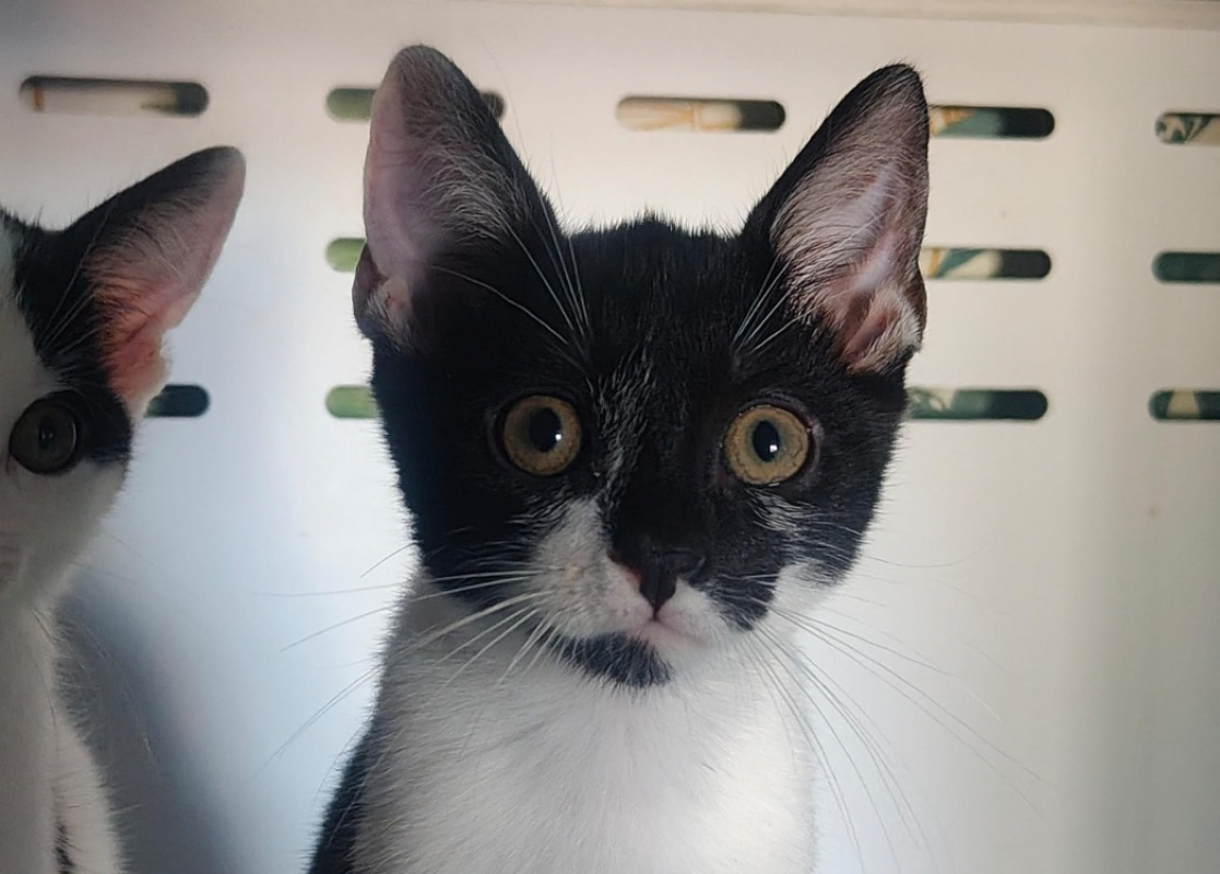 Spencer - Chat Européen à adopter