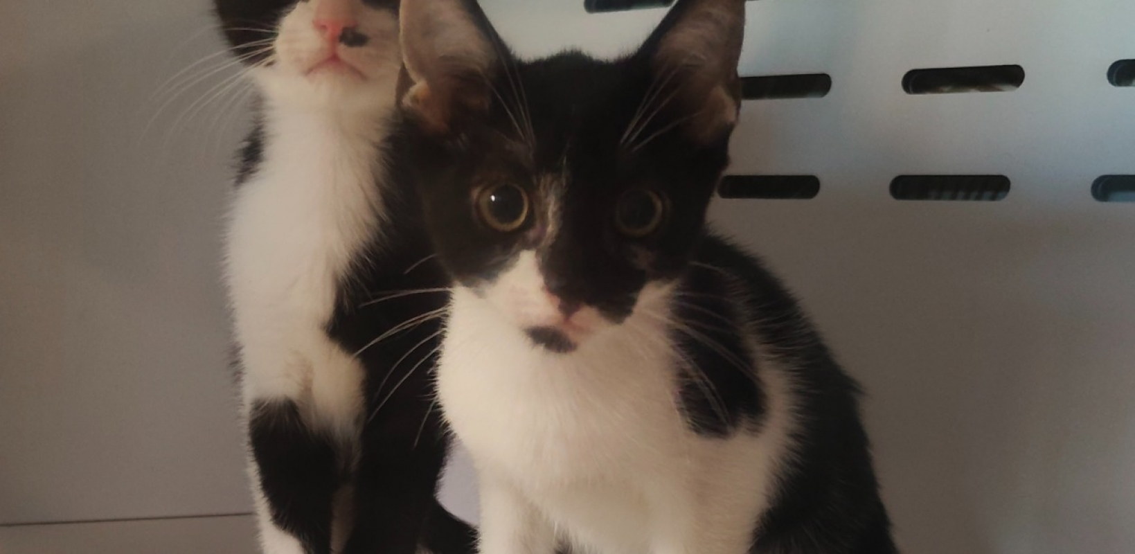 Spencer - Chat Européen à adopter - photo 2