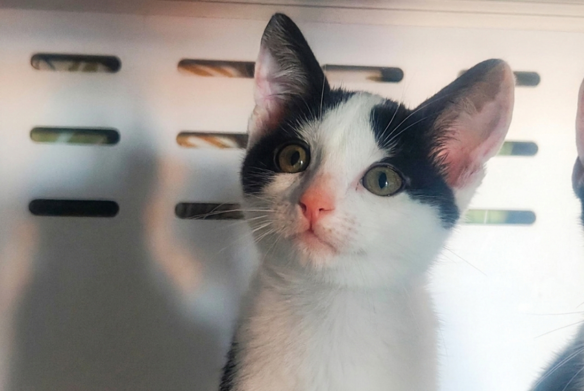 Milka - Chat Européen à adopter