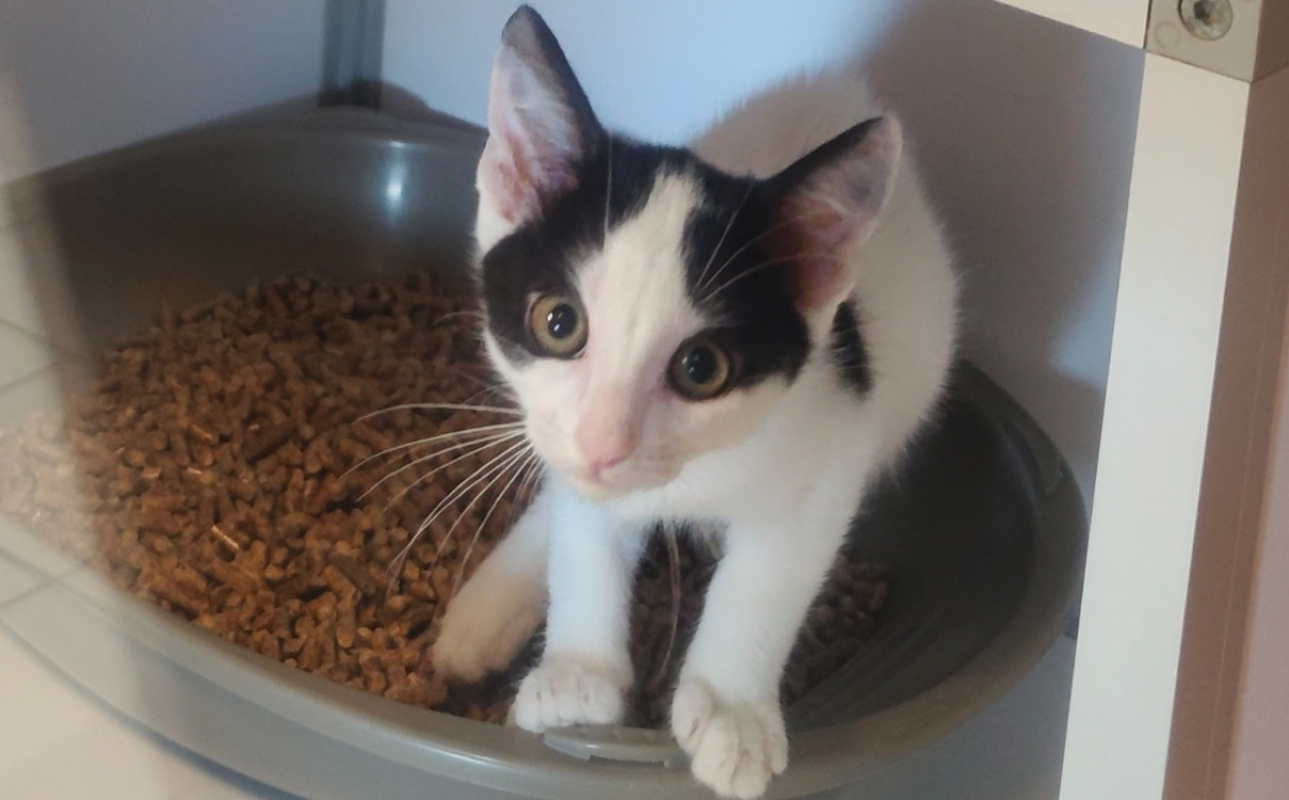Milka - Chat Européen à adopter - photo 2