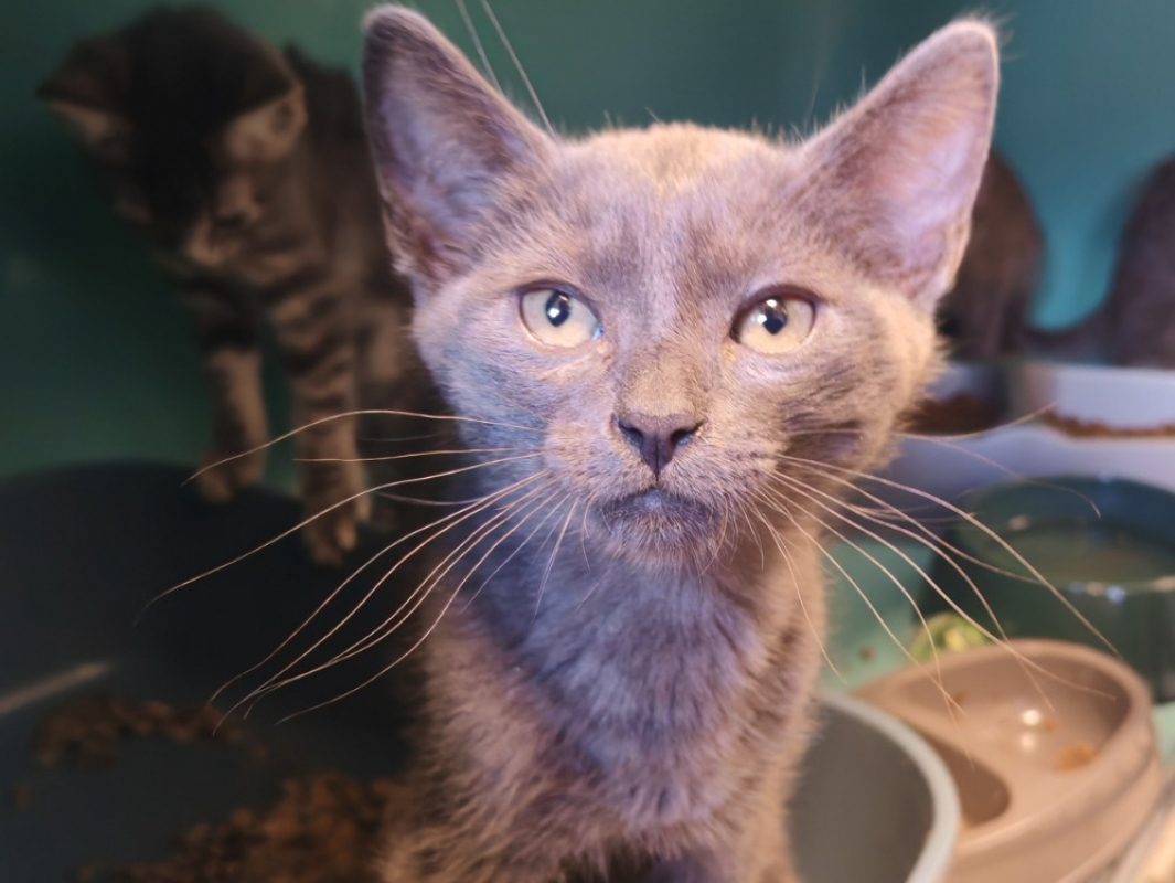 Opale - Chat Européen à adopter