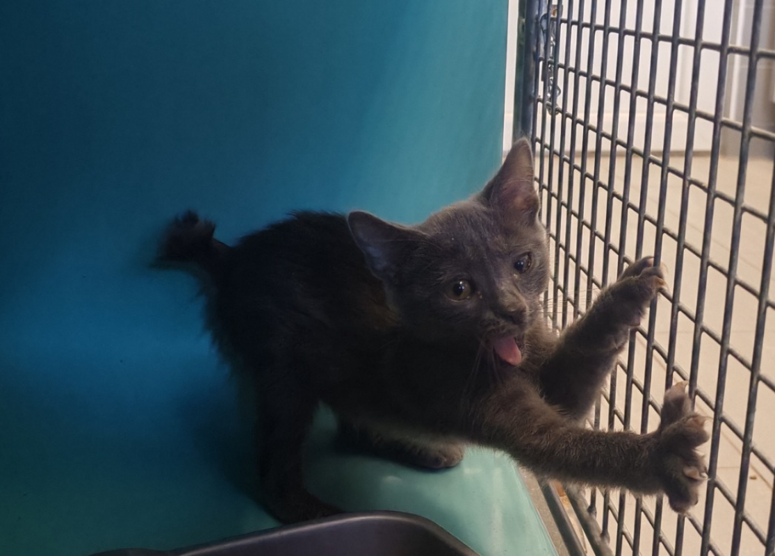Mousse - Chat Européen à adopter