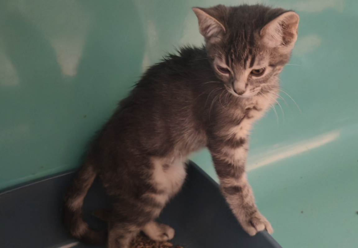 Flamme - Chat Européen à adopter