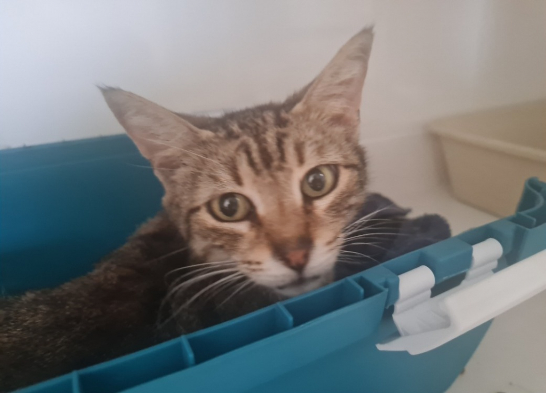 Phibelle - Chat Européen à adopter