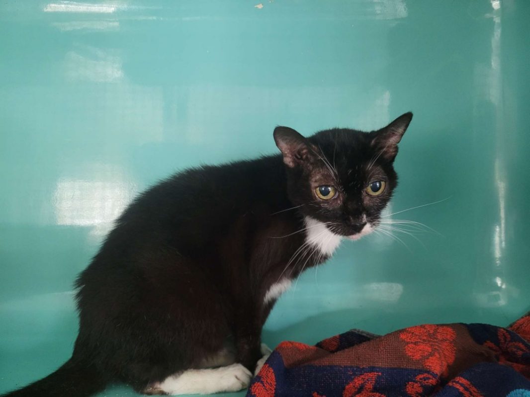 Heidi - Chat Européen à adopter