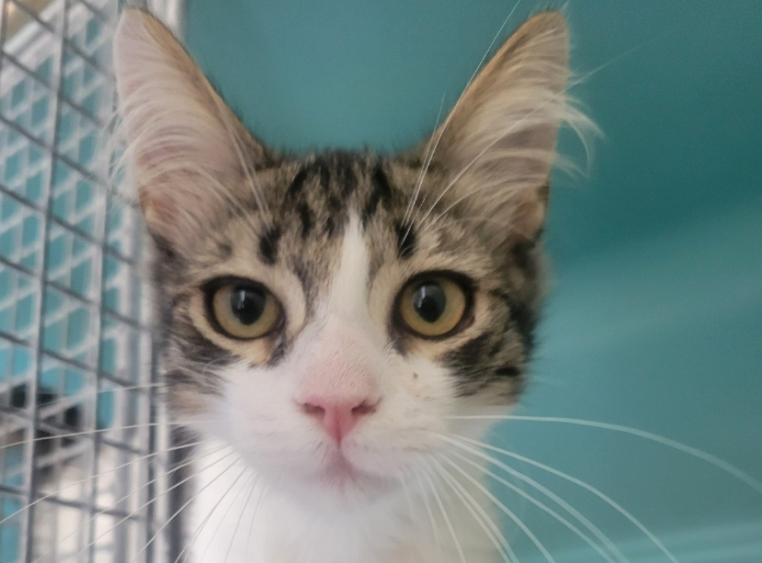 Totoro - Chat Européen à adopter