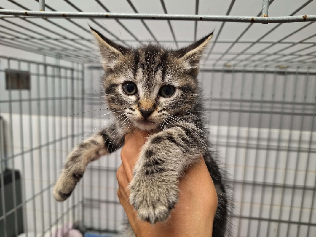 Coquilette - Chat Européen à adopter
