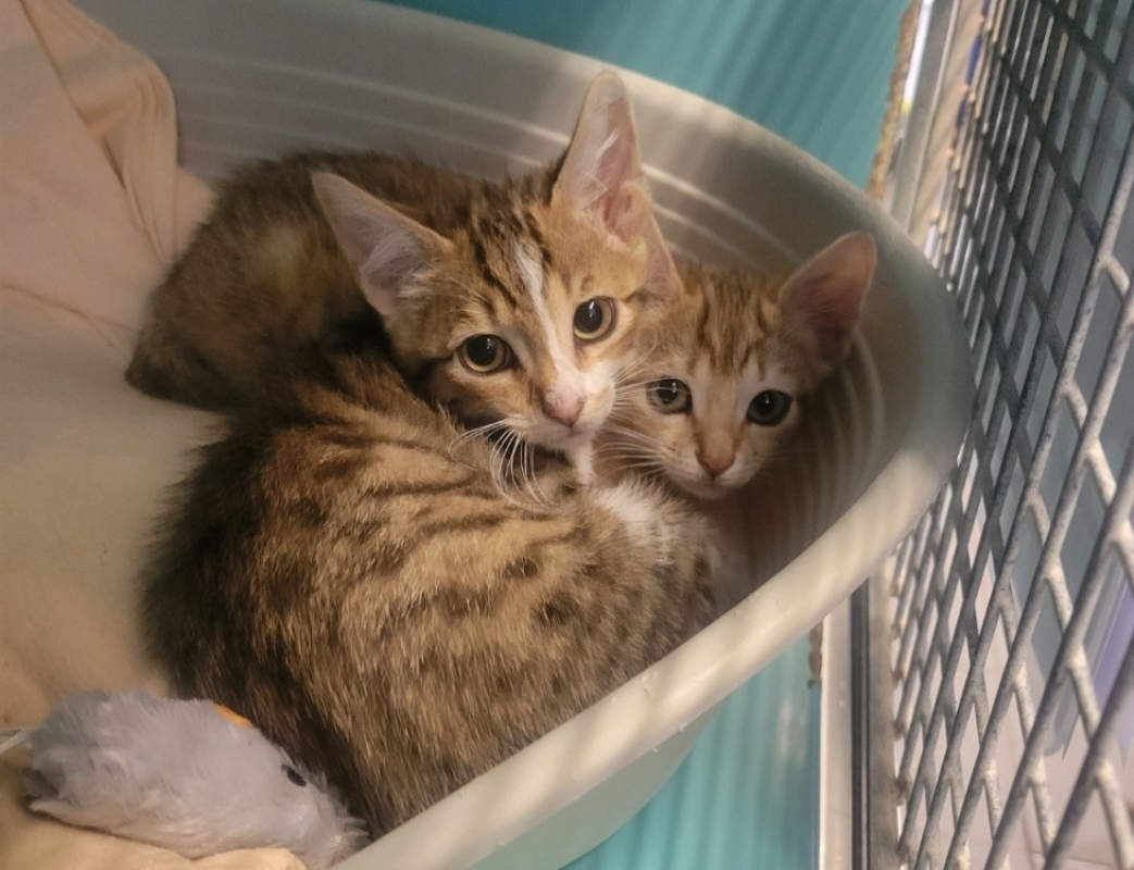 Radar - Chat Européen à adopter
