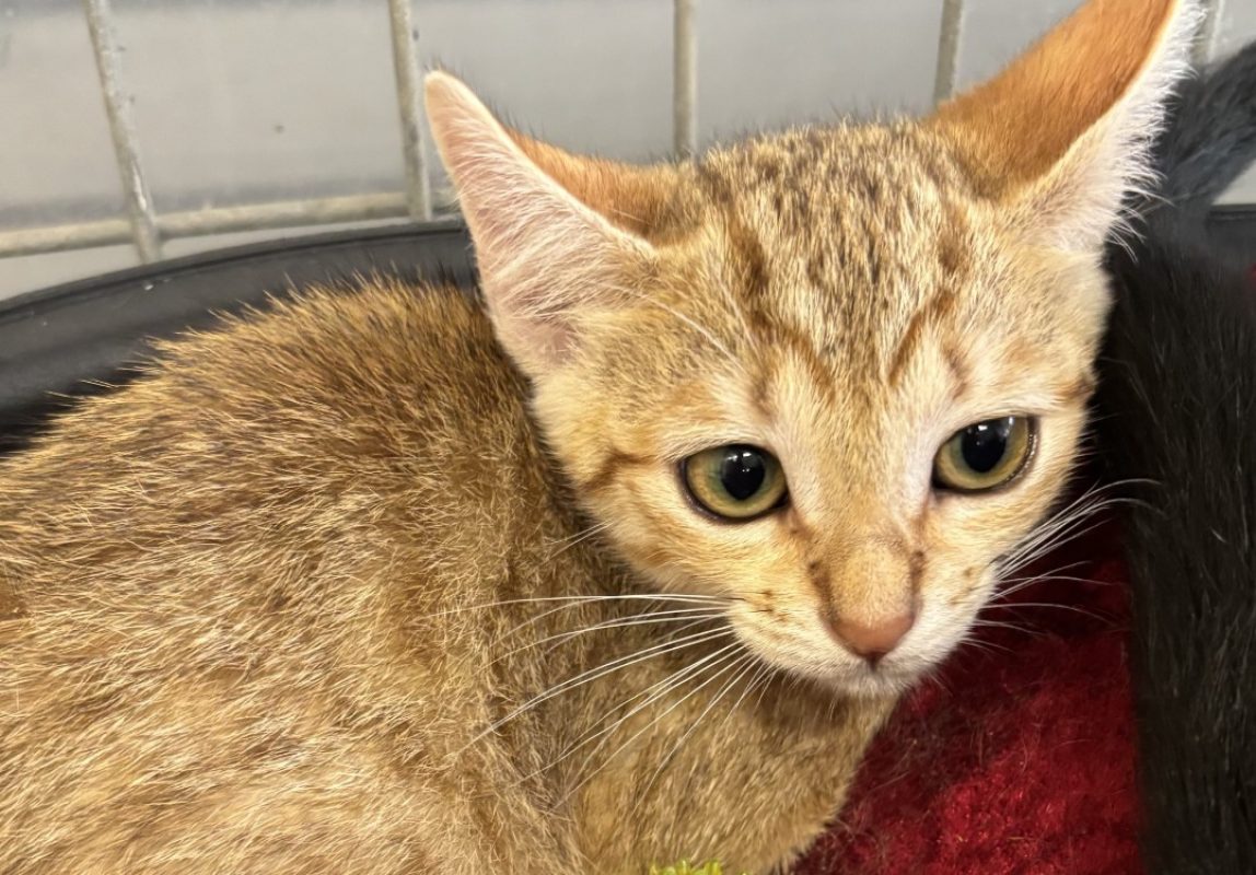 Eureka - Chat Européen à adopter