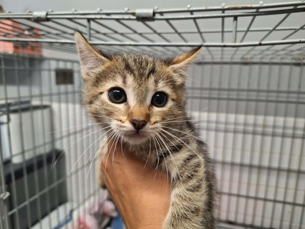 Rocket - Chat Européen à adopter
