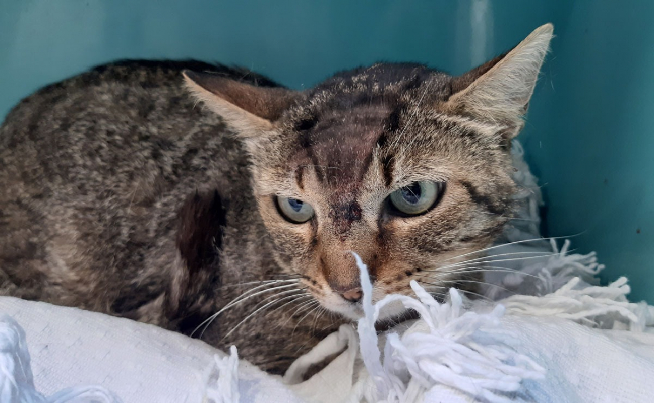 Jimmy - Chat Européen à adopter