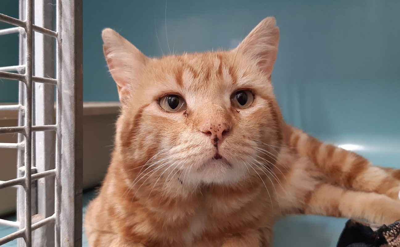Gombo - Chat Européen à adopter