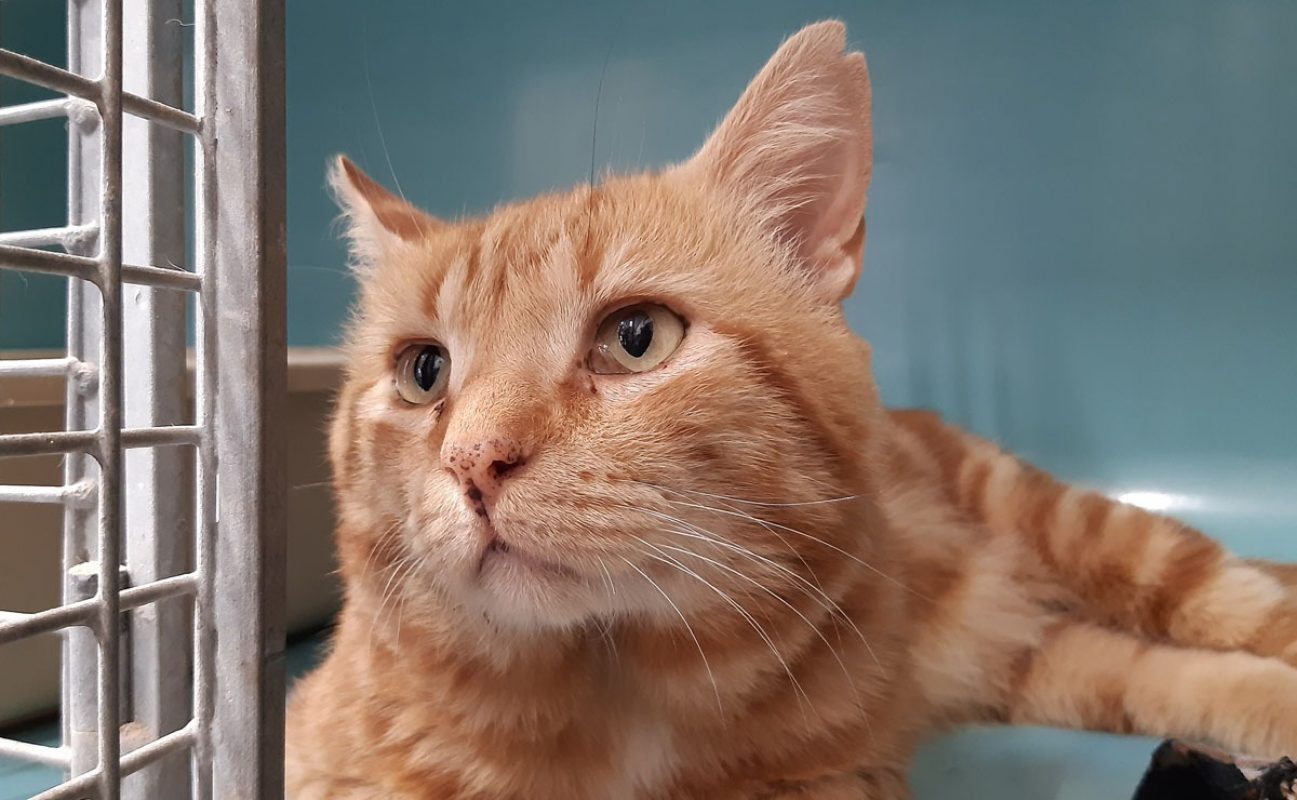 Gombo - Chat Européen à adopter - photo 2