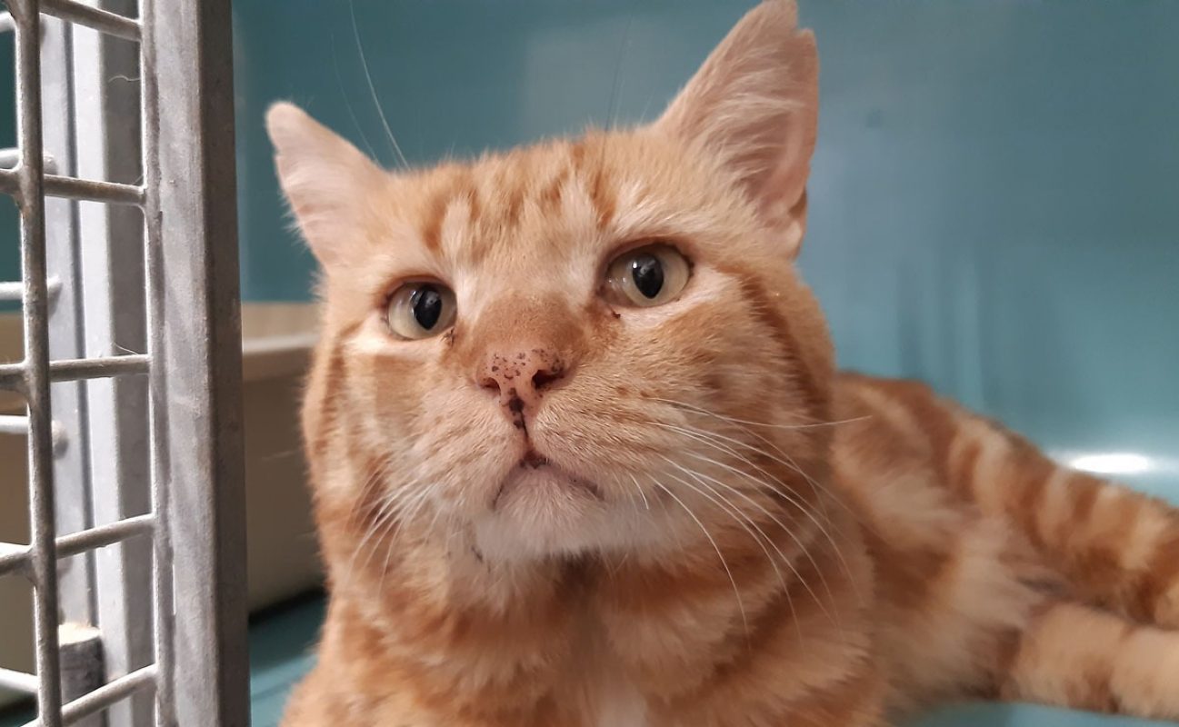 Gombo - Chat Européen à adopter - photo 4