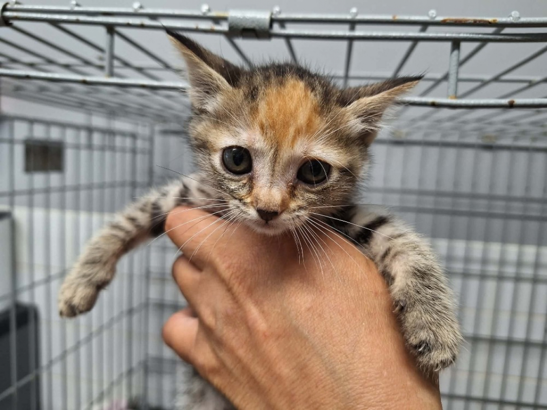 Bichette - Chat Européen à adopter