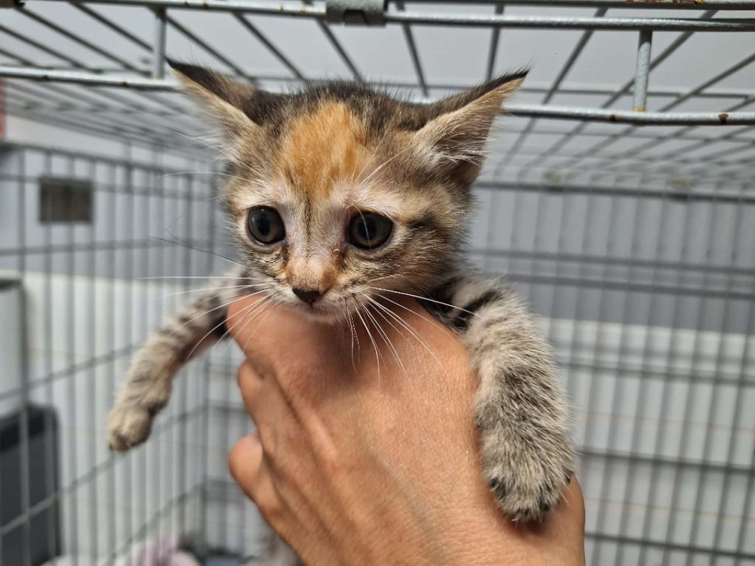 Bichette - Chat Européen à adopter - photo 2