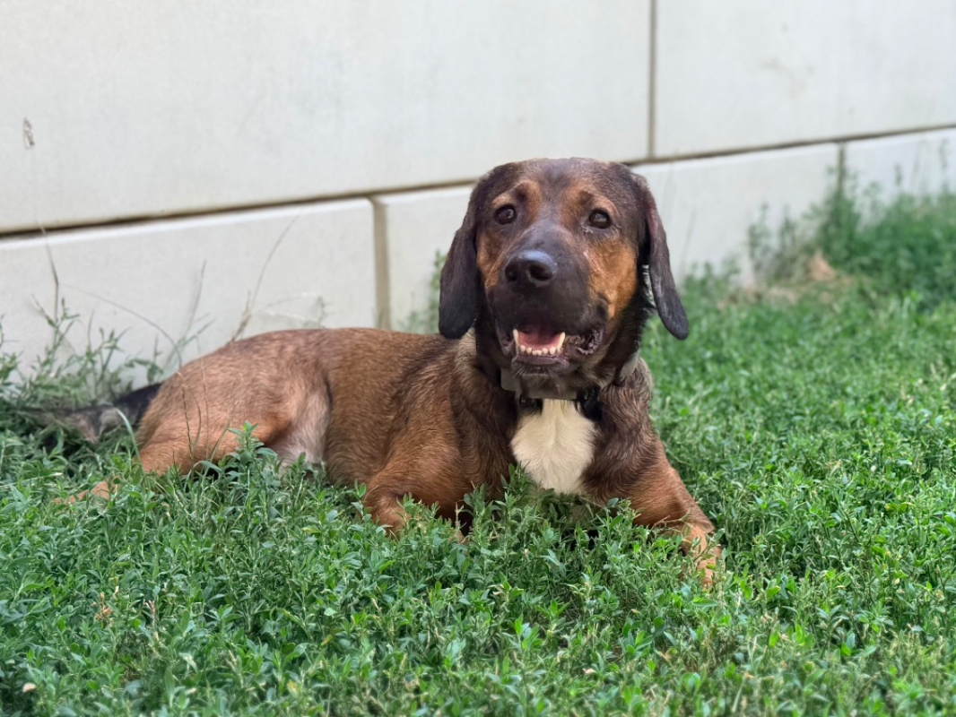 Vivi - Chien Basset Artésien-Normand à adopter