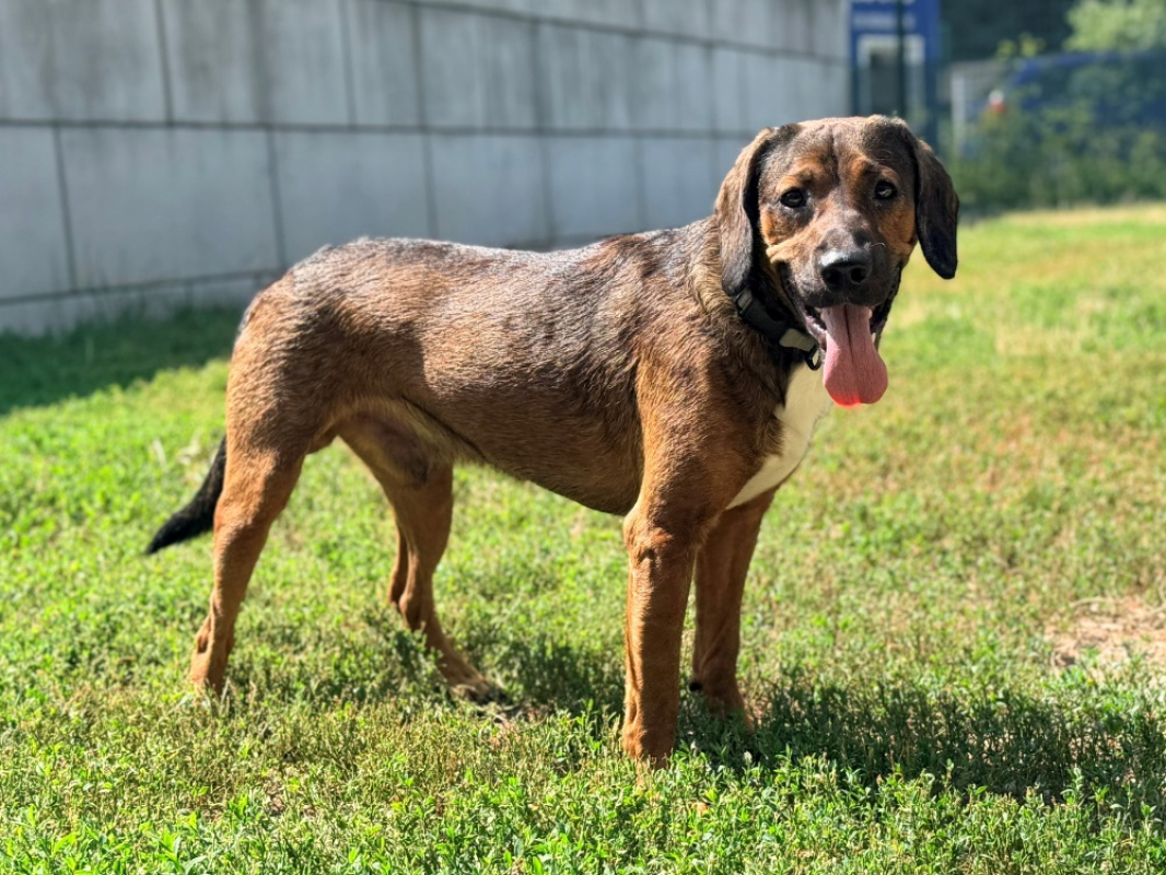 Vivi - Chien Basset Artésien-Normand à adopter - photo 2
