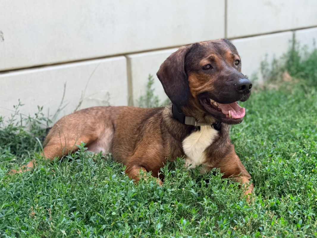 Vivi - Chien Basset Artésien-Normand à adopter - photo 3