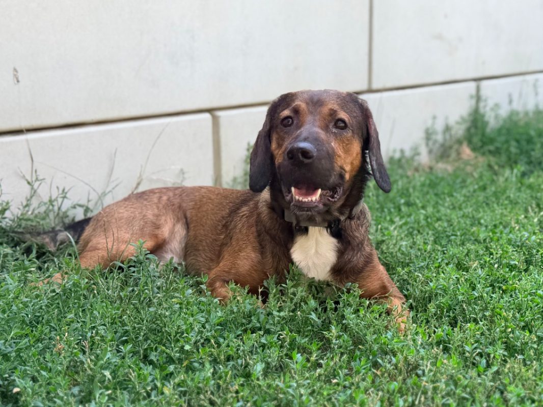 Vivi - Chien Basset Artésien-Normand à adopter