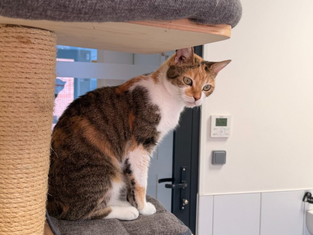 Tricotie - Chat Européen à adopter