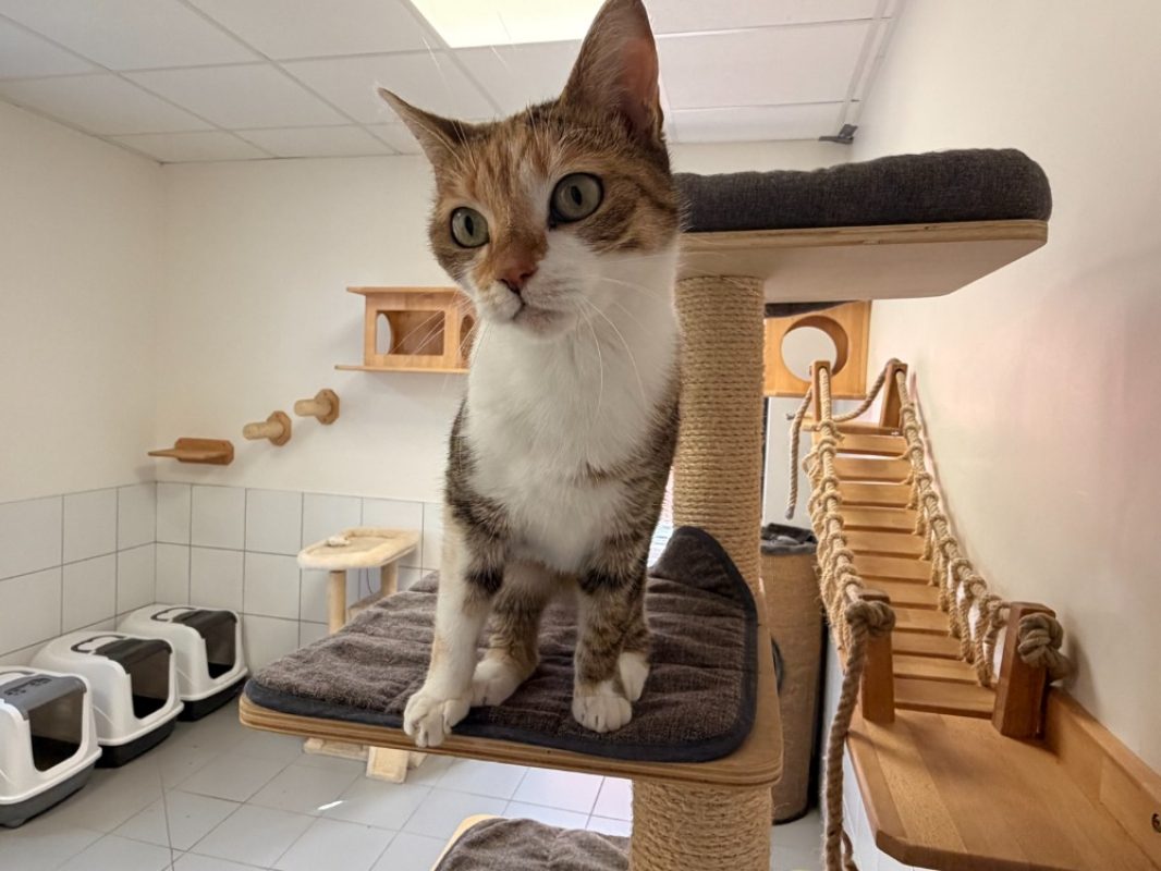 Tricotie - Chat Européen à adopter - photo 2