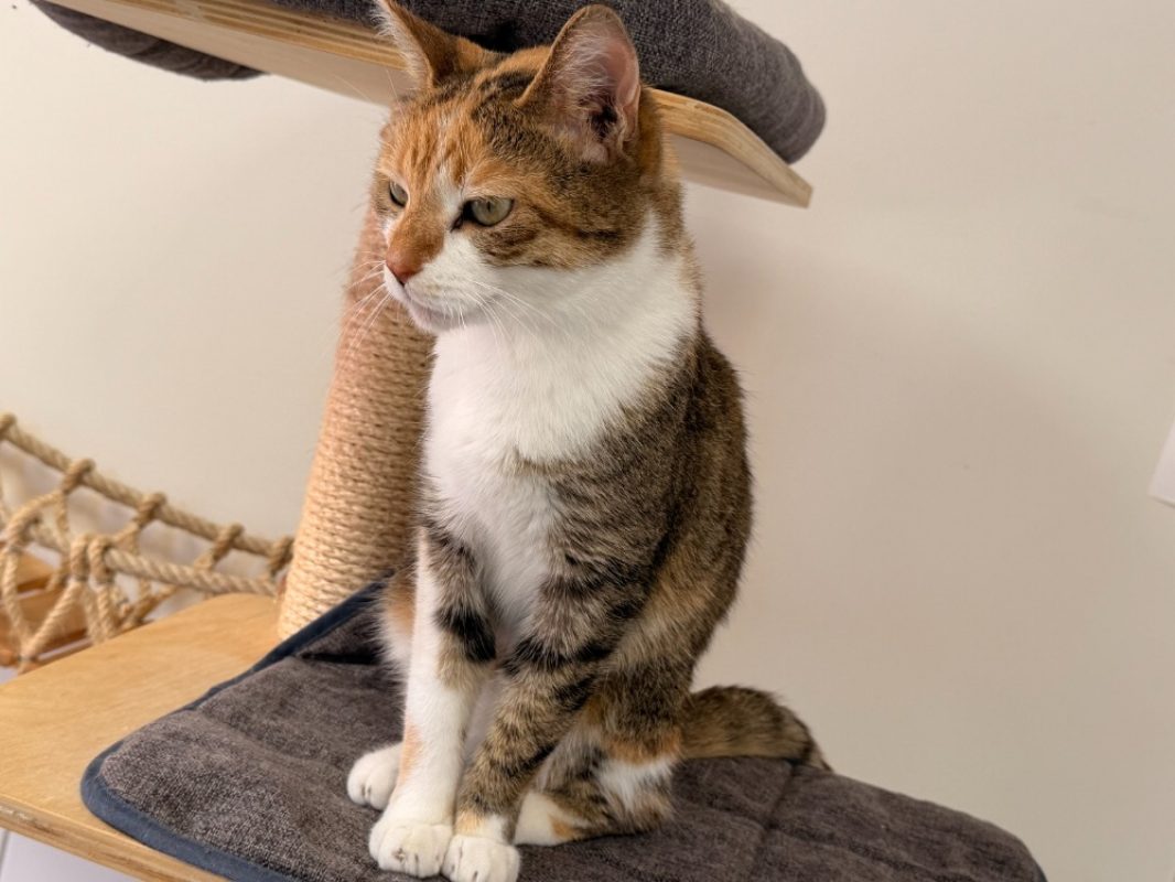 Tricotie - Chat Européen à adopter - photo 3