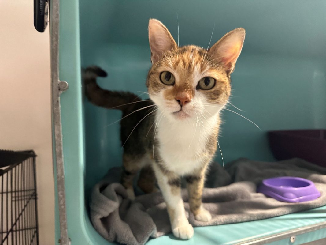 Tricotie - Chat Européen à adopter - photo 4