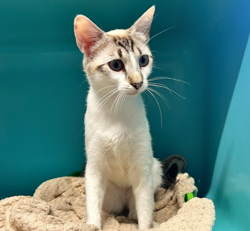 Mila - Chat Européen à adopter