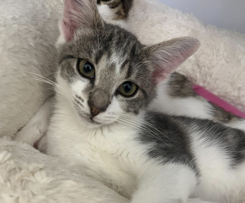 Sonia - Chat Européen à adopter