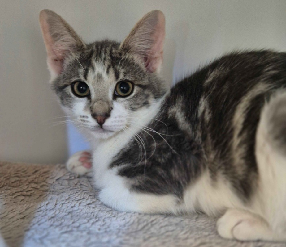 Sonia - Chat Européen à adopter - photo 2