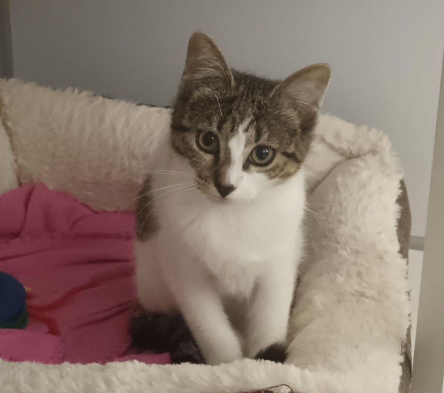 Dany - Chat Européen à adopter