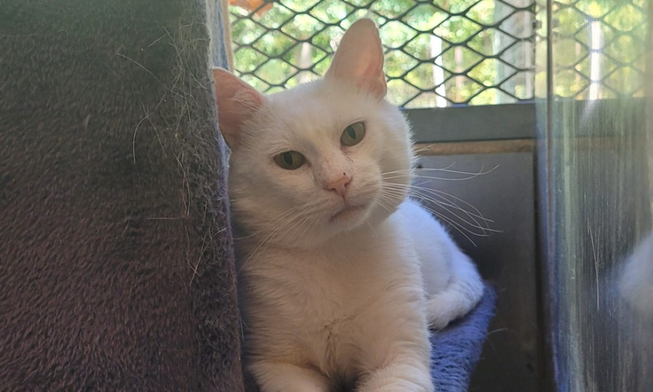 Kenny - Chat Européen à adopter