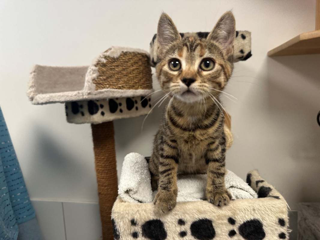 Bam - Chat Européen à adopter