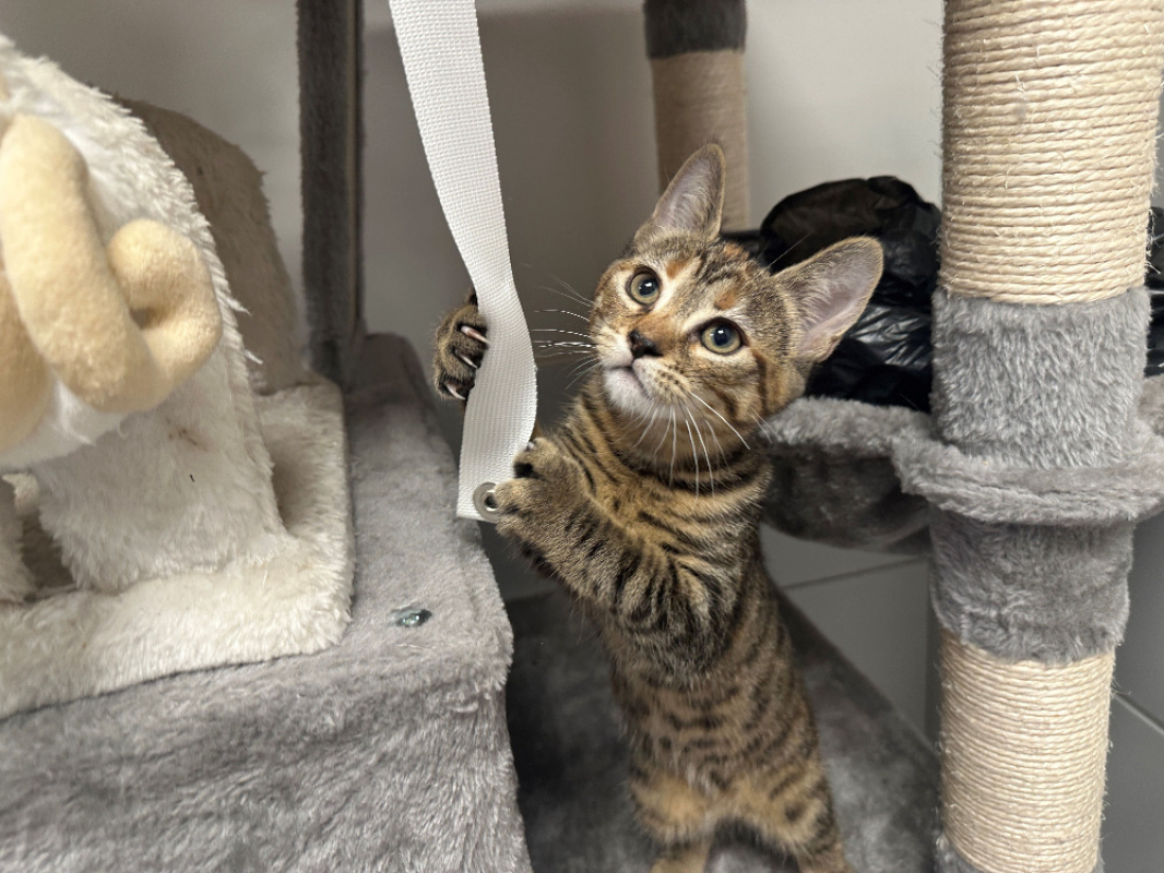 Bam - Chat Européen à adopter - photo 2