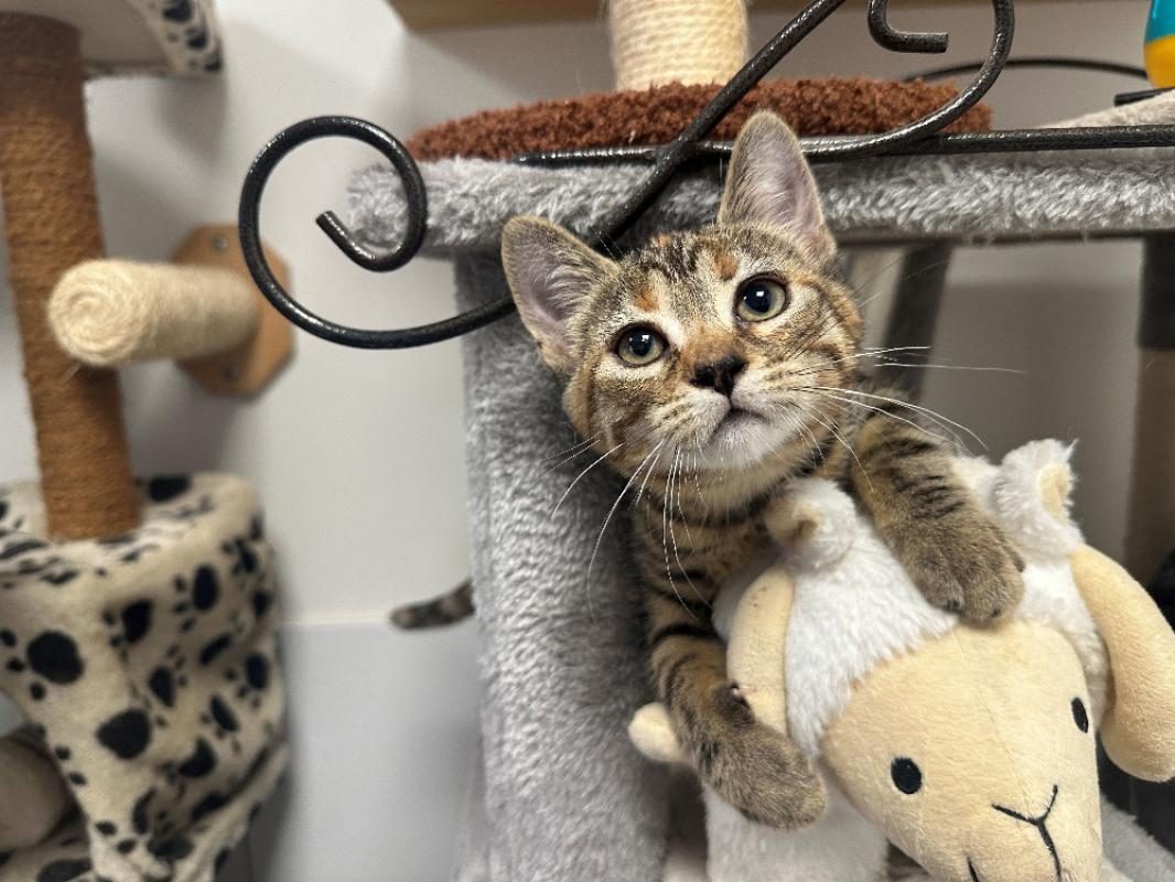 Bam - Chat Européen à adopter - photo 3