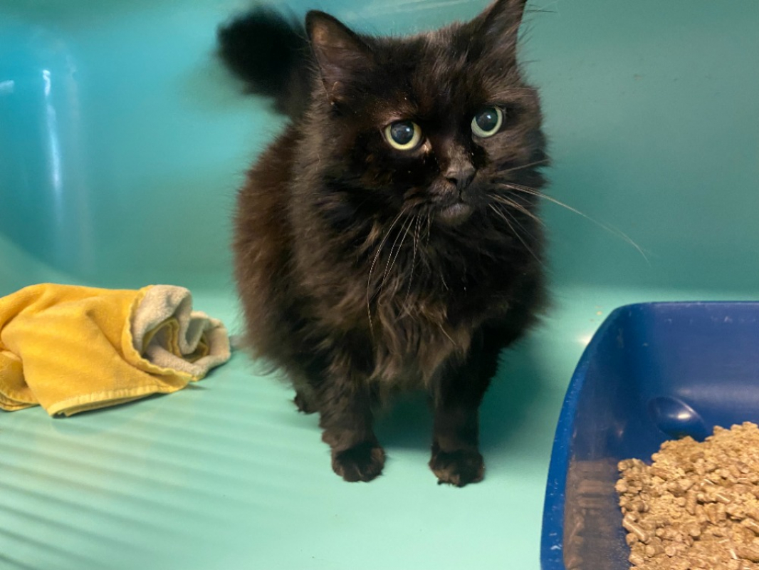 Isis - Chat Européen à adopter
