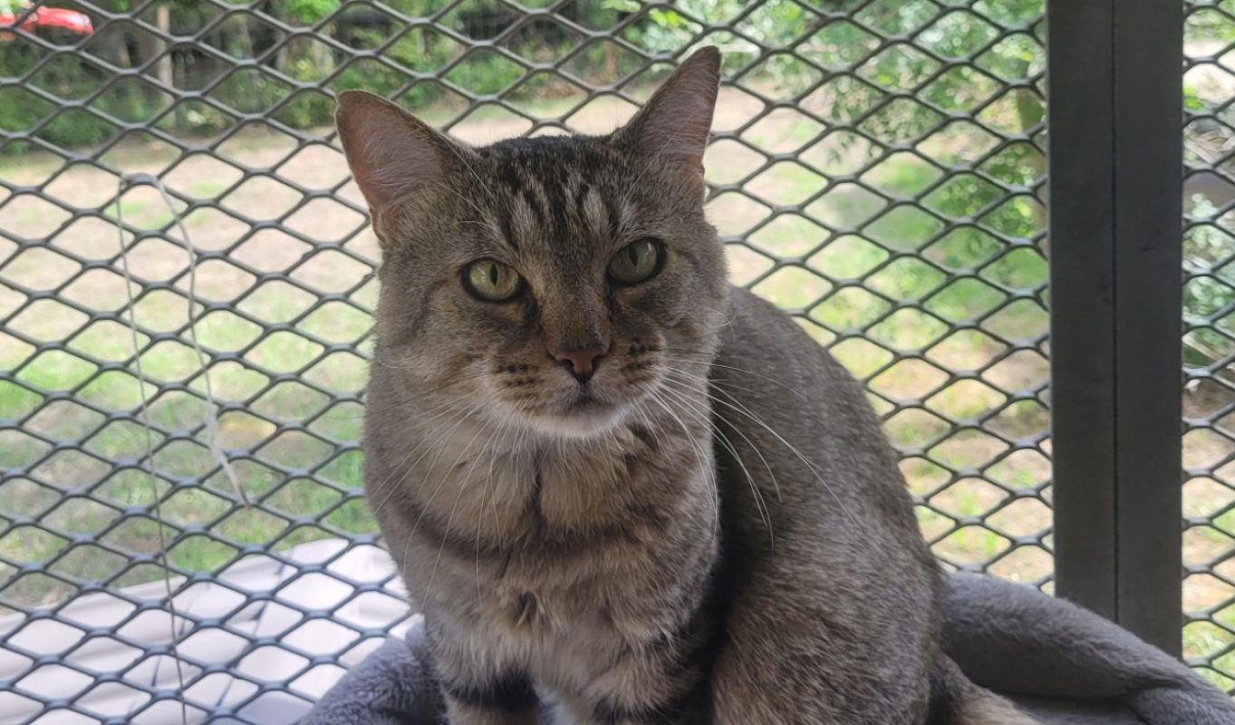 Faust - Chat Européen à adopter