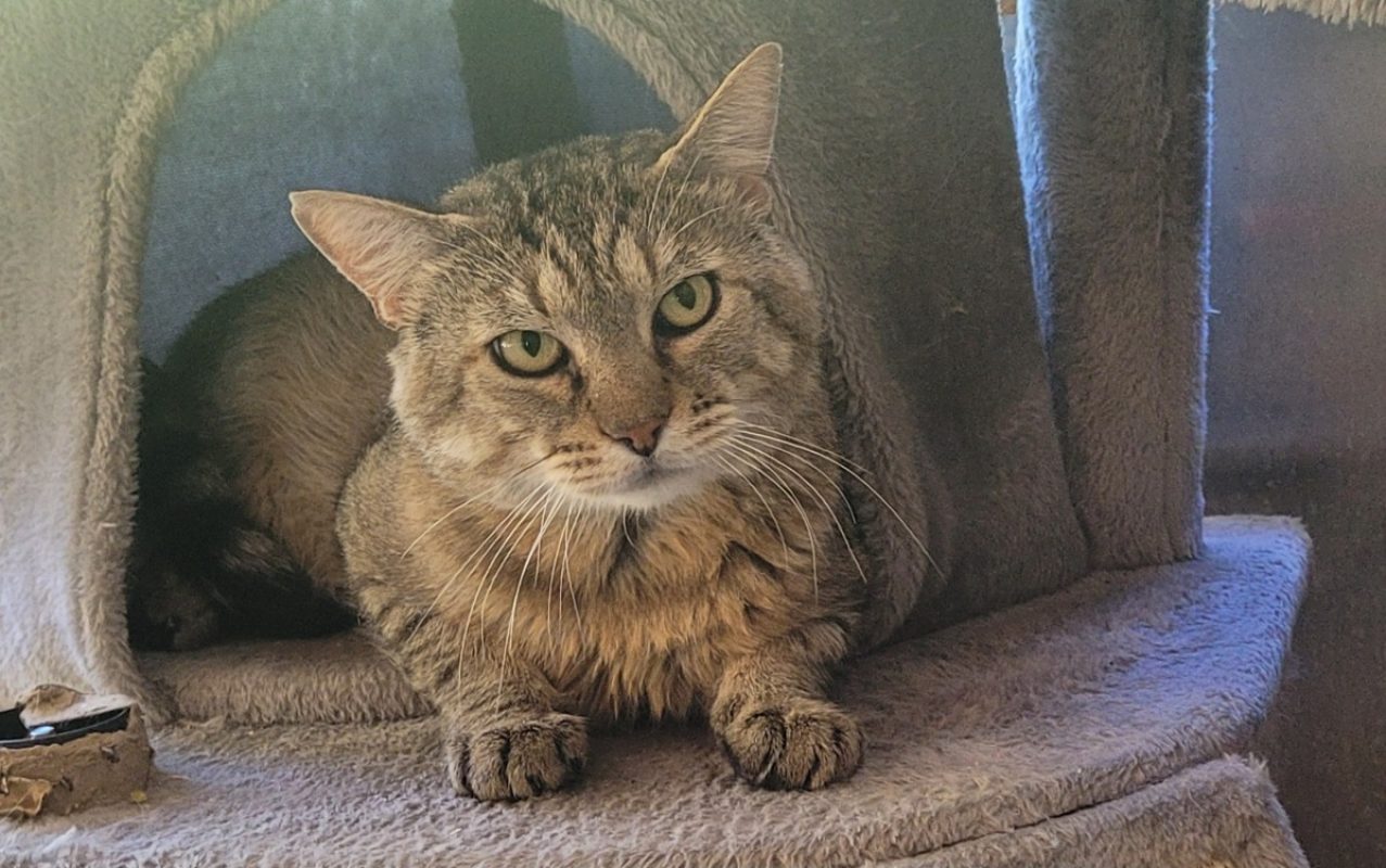 Faust - Chat Européen à adopter - photo 2