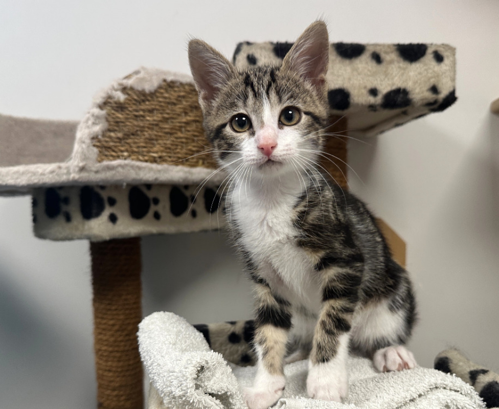 Boum - Chat Européen à adopter