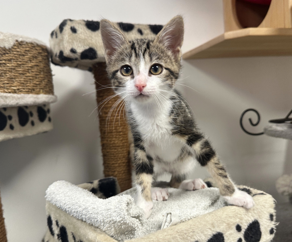 Boum - Chat Européen à adopter - photo 2