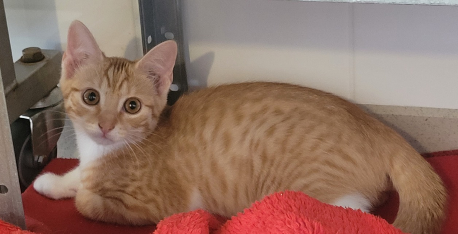 Ezel - Chat Européen à adopter