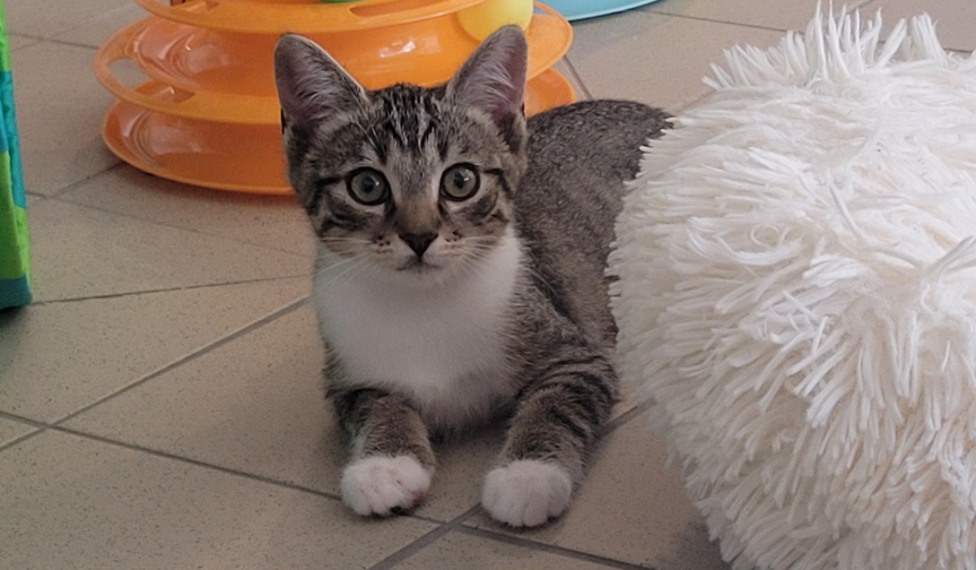 Ernesto - Chat Européen à adopter