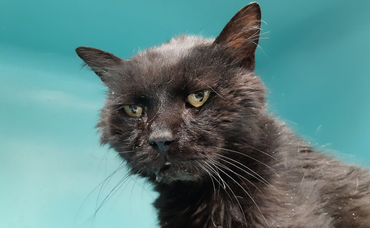 Miip - Chat Européen à adopter