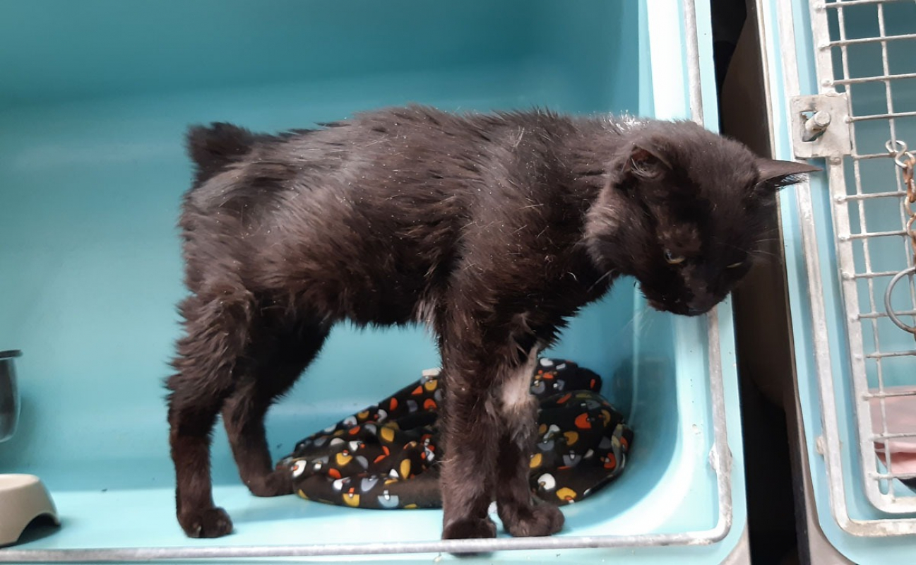 Miip - Chat Européen à adopter - photo 4